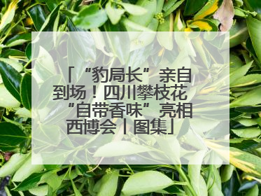 “豹局长”亲自到场！四川攀枝花“自带香味”亮相西博会丨图集