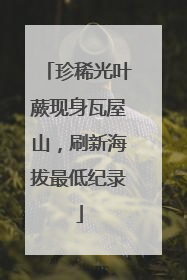 珍稀光叶蕨现身瓦屋山，刷新海拔最低纪录