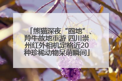 熊猫深夜“圈地”、羚牛故地重游 四川崇州红外相机定格近20种珍稀动物呆萌瞬间