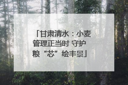 甘肃清水：小麦管理正当时 守护粮“芯”绘丰景