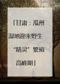 甘肃：瓜州湿地迎来野生“精灵”繁殖高峰期
