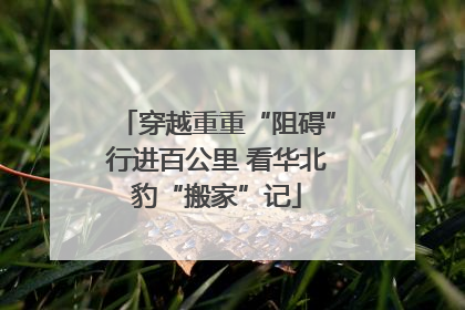 穿越重重“阻碍”行进百公里 看华北豹“搬家”记