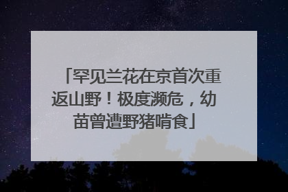 罕见兰花在京首次重返山野！极度濒危，幼苗曾遭野猪啃食