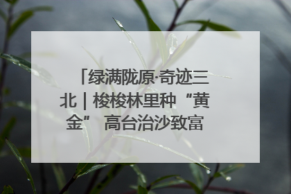 绿满陇原·奇迹三北｜梭梭林里种“黄金” 高台治沙致富很“从容”