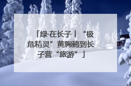 绿·在长子丨“极危精灵”黄胸鹀到长子营“旅游”