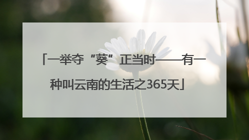 一举夺“葵”正当时——有一种叫云南的生活之365天