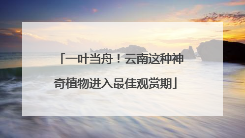 一叶当舟！云南这种神奇植物进入最佳观赏期