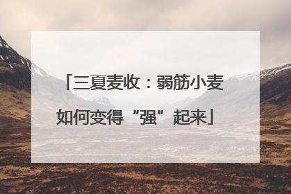 三夏麦收：弱筋小麦如何变得“强”起来