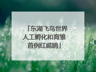 东湖飞鸟世界人工孵化和育雏首例红嘴鸥