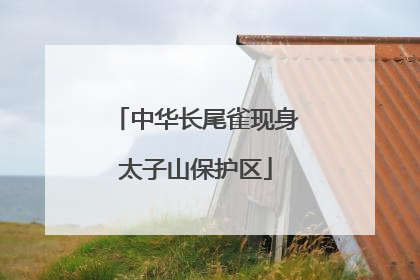 中华长尾雀现身太子山保护区