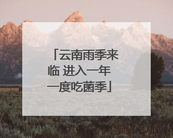 云南雨季来临 进入一年一度吃菌季