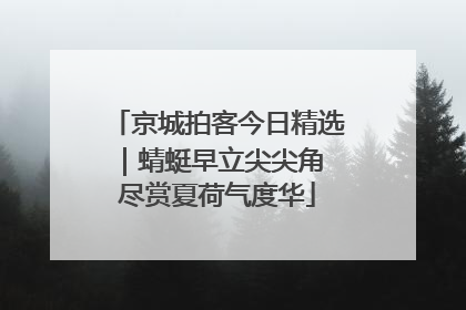 京城拍客今日精选｜蜻蜓早立尖尖角 尽赏夏荷气度华