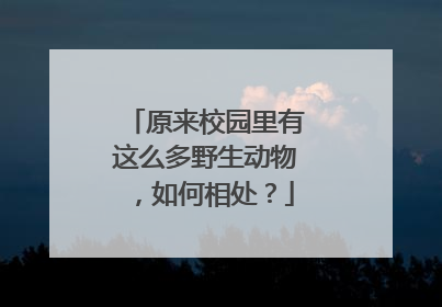 原来校园里有这么多野生动物，如何相处？