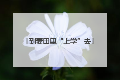 到麦田里“上学”去