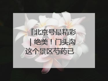 北京号最精彩｜绝美！门头沟这个景区芍药已花开成海