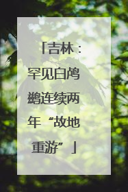 吉林：罕见白鸬鹚连续两年“故地重游”