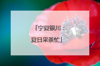 宁夏银川：夏日采茶忙