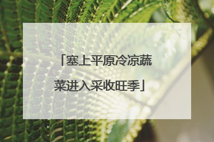 塞上平原冷凉蔬菜进入采收旺季
