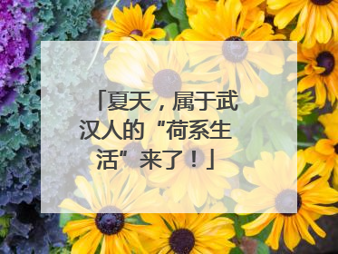 夏天，属于武汉人的“荷系生活”来了！