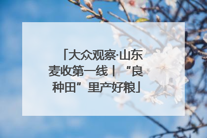 大众观察·山东麦收第一线丨“良种田”里产好粮