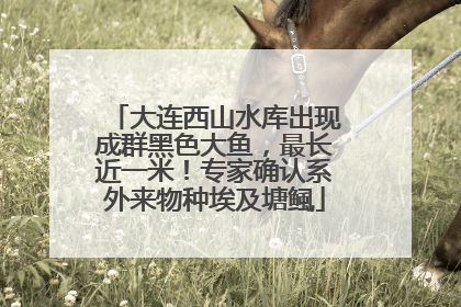 大连西山水库出现成群黑色大鱼，最长近一米！专家确认系外来物种埃及塘鲺