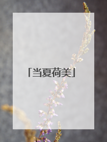 当夏荷美