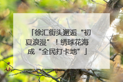 徐汇街头邂逅“初夏浪漫”！绣球花海成“全民打卡地”