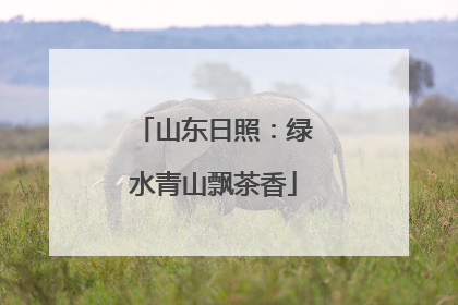 山东日照：绿水青山飘茶香