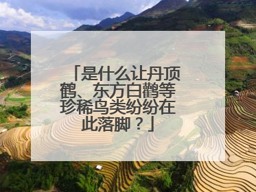 是什么让丹顶鹤、东方白鹳等珍稀鸟类纷纷在此落脚？