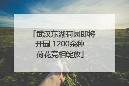 武汉东湖荷园即将开园 1200余种荷花竞相绽放
