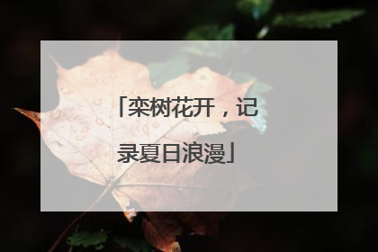 栾树花开，记录夏日浪漫