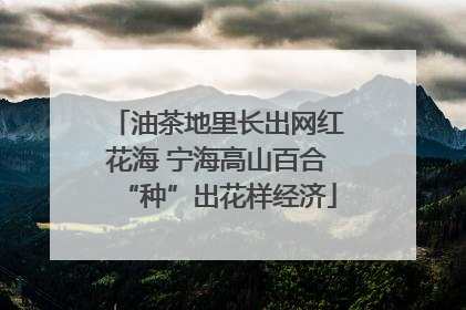 油茶地里长出网红花海 宁海高山百合“种”出花样经济
