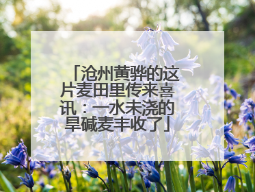 沧州黄骅的这片麦田里传来喜讯：一水未浇的旱碱麦丰收了