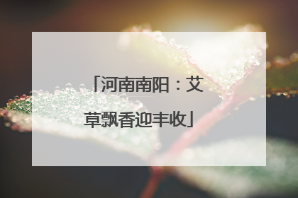 河南南阳：艾草飘香迎丰收