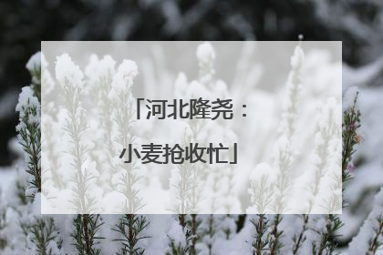 河北隆尧：小麦抢收忙
