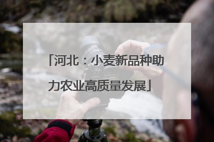 河北：小麦新品种助力农业高质量发展