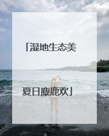 湿地生态美 夏日麋鹿欢