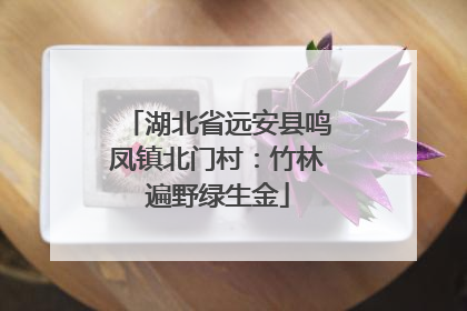湖北省远安县鸣凤镇北门村：竹林遍野绿生金