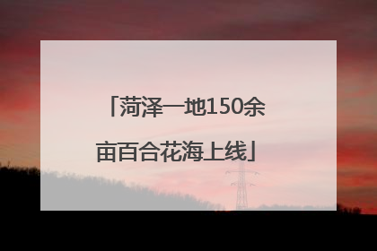 菏泽一地150余亩百合花海上线
