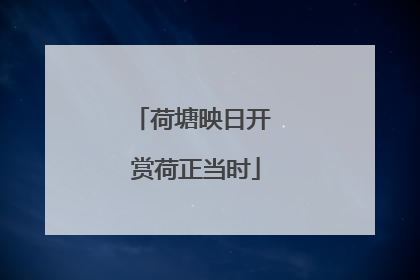 荷塘映日开 赏荷正当时