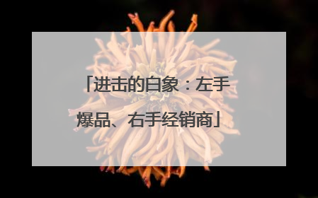 进击的白象：左手爆品、右手经销商