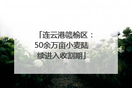 连云港赣榆区：50余万亩小麦陆续进入收割期