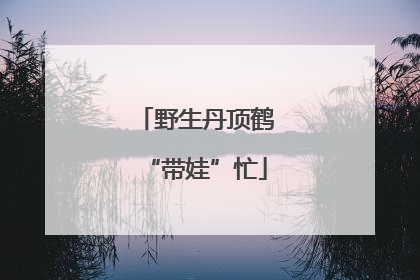 野生丹顶鹤“带娃”忙