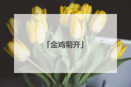 金鸡菊开
