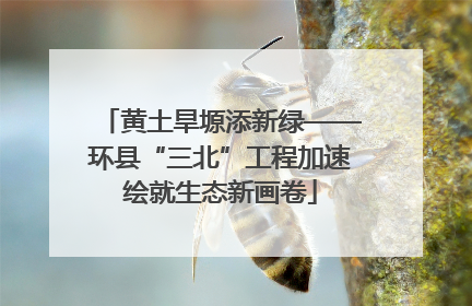黄土旱塬添新绿——环县“三北”工程加速绘就生态新画卷