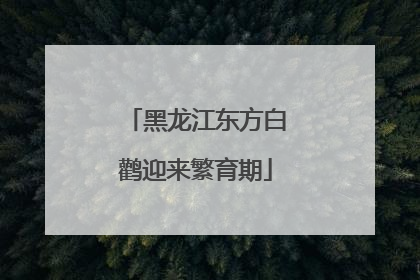 黑龙江东方白鹳迎来繁育期