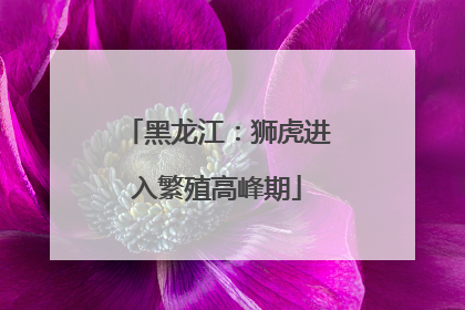 黑龙江：狮虎进入繁殖高峰期