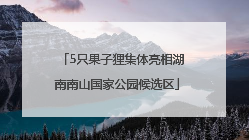 5只果子狸集体亮相湖南南山国家公园候选区